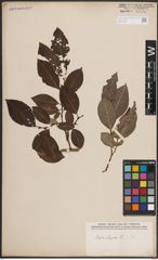 Foto von Salix caprea L.